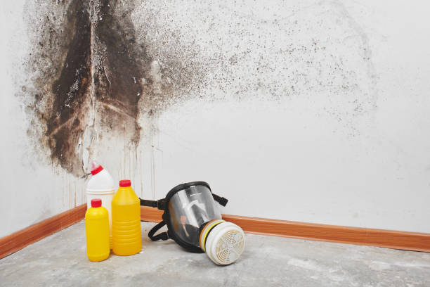 Best Fast Mold Removal  in Kyle, SD