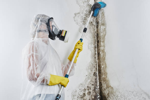 Attic Mold Removal in Kyle, SD