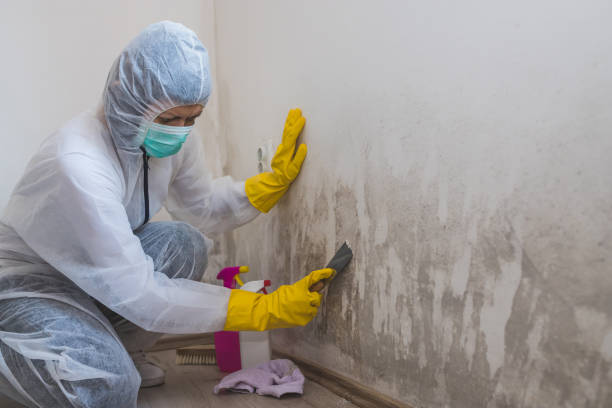 Best Commercial Mold Removal  in Kyle, SD