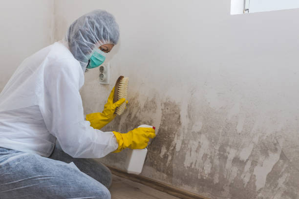 Best Same-Day Mold Removal  in Kyle, SD
