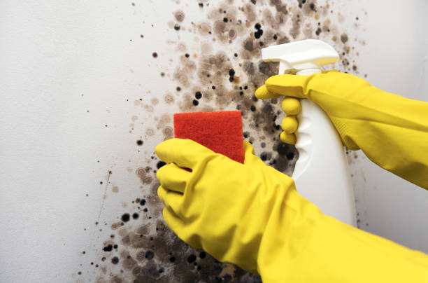 Mold Removal and Inspection in Kyle, SD