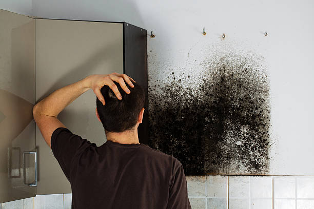 Best Best Mold Removal Companies  in Kyle, SD