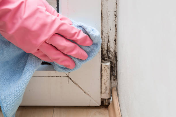 Certified Mold Removal in Kyle, SD