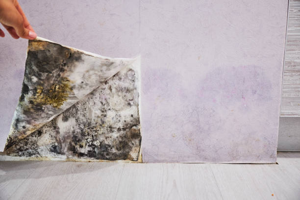 Best Crawl Space Mold Removal  in Kyle, SD